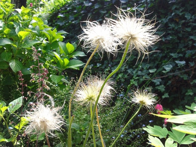 Pulsatilla vulgaris - sjemenke